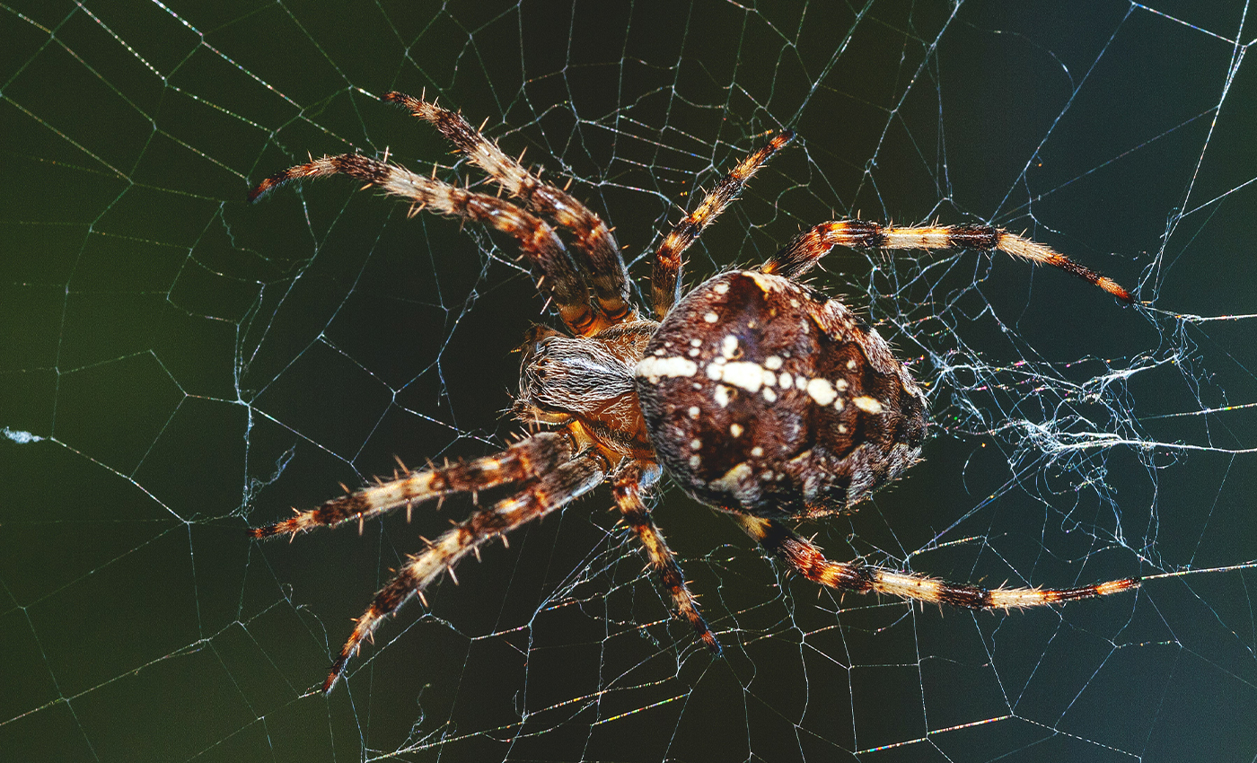 When you wake up with your eyelashes stuck together, it's because male spiders have mistaken your eyelashes for female spiders.