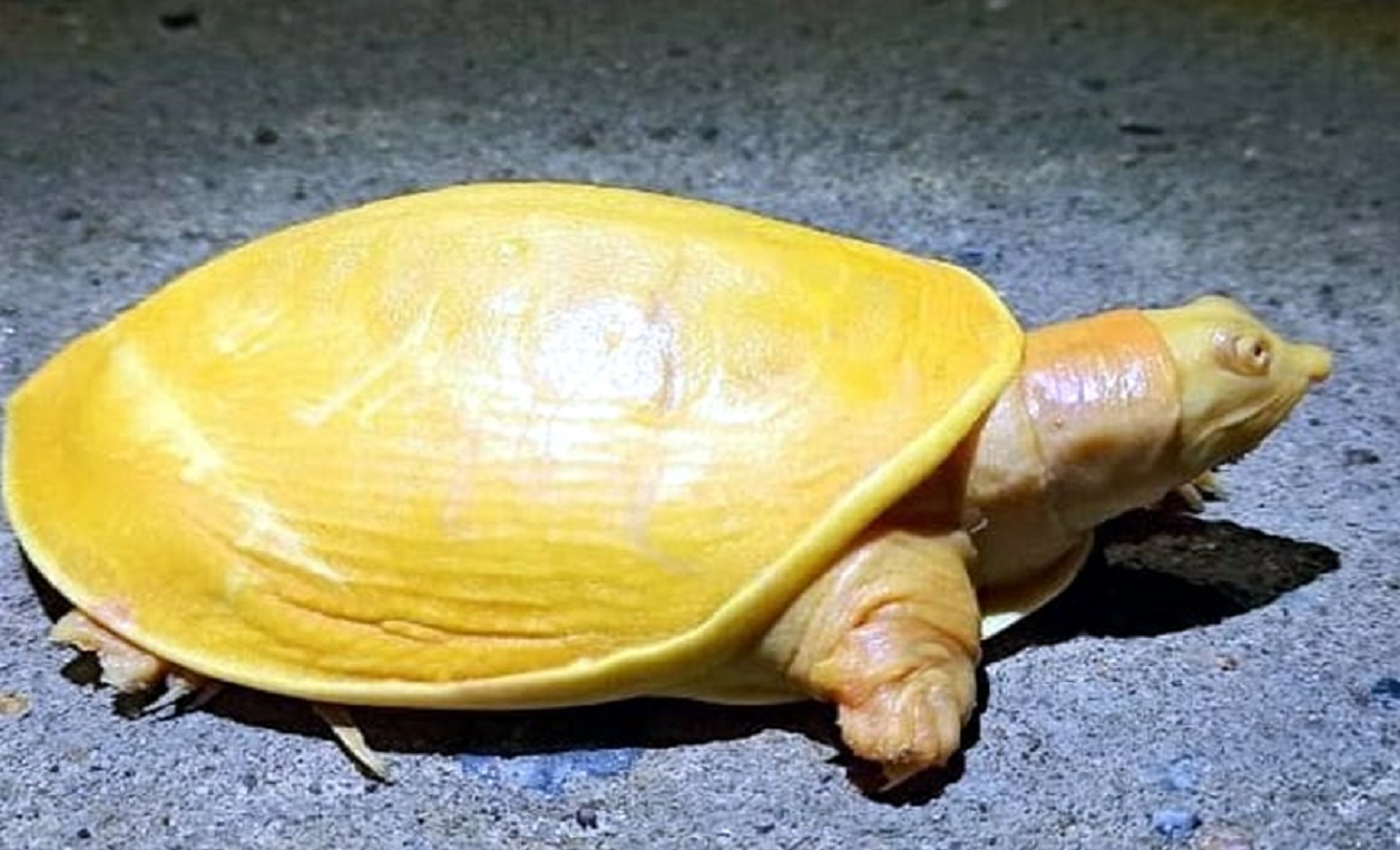 Rare yellow turtle spotted in West Bengal.