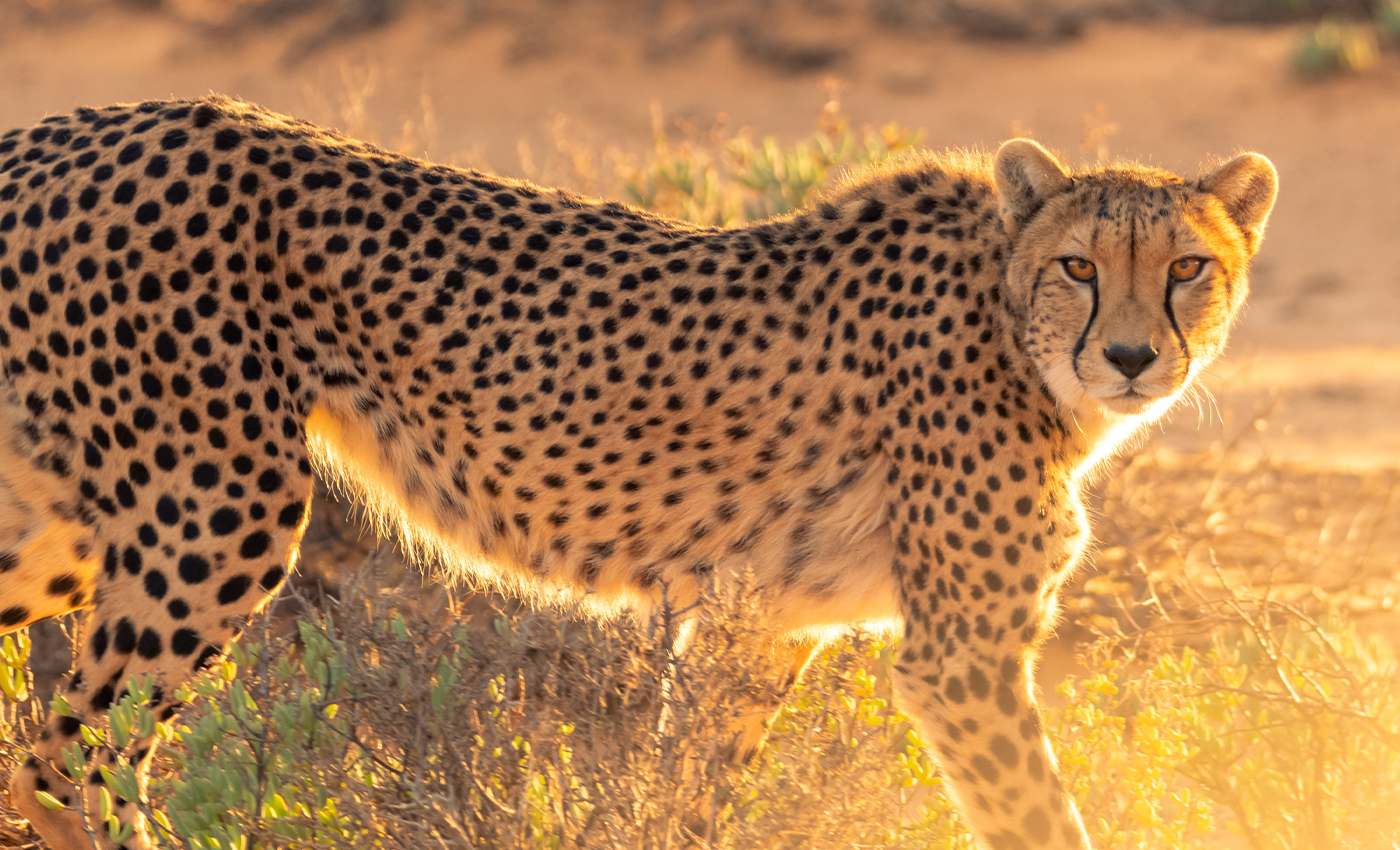 Dogs provide support to Cheetahs in zoos.