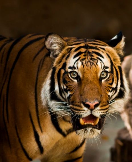 A tiger at the Bronx Zoo in New York has tested positive for COVID-19.