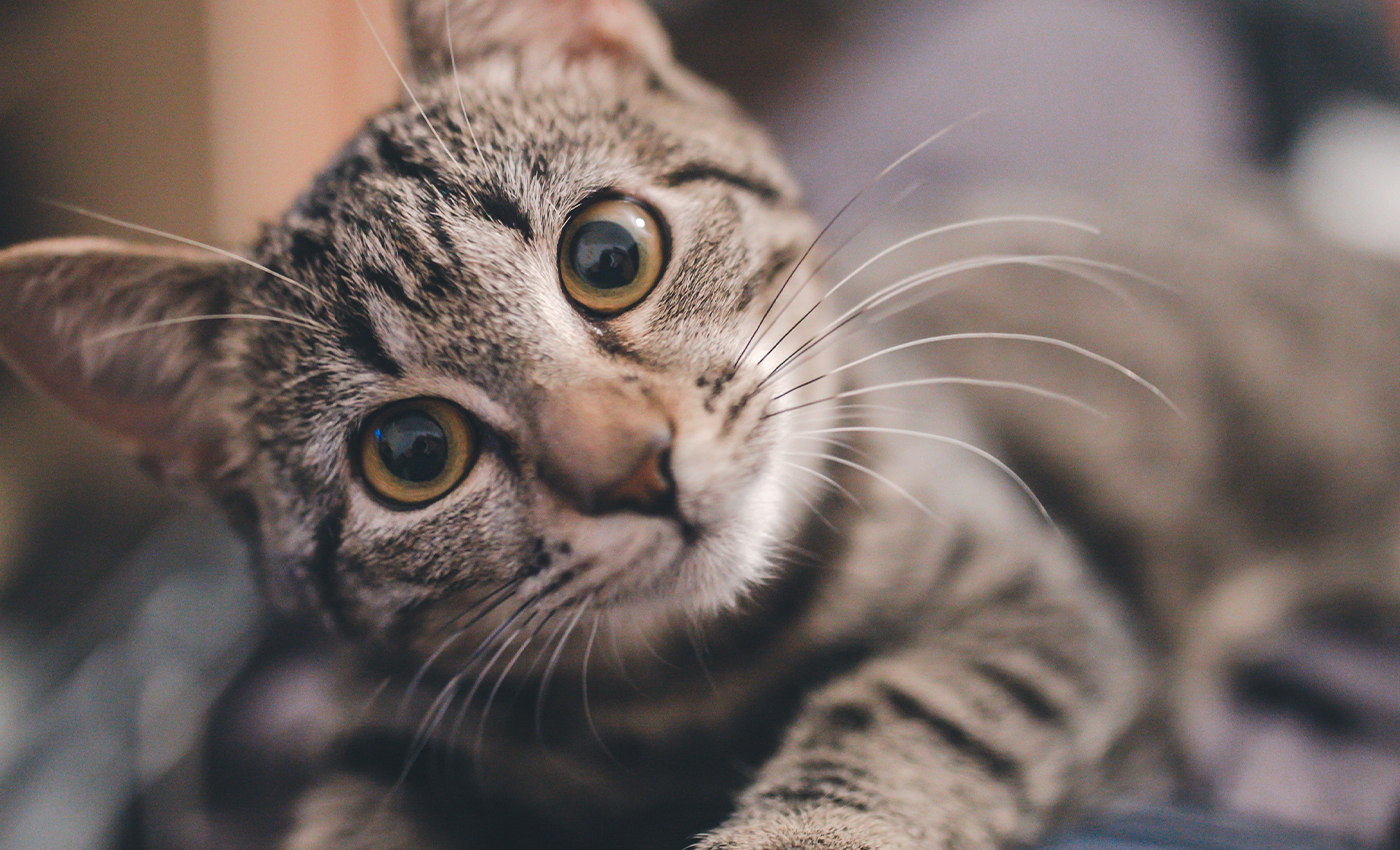 Cats don't drink milk as they are lactose intolerant.