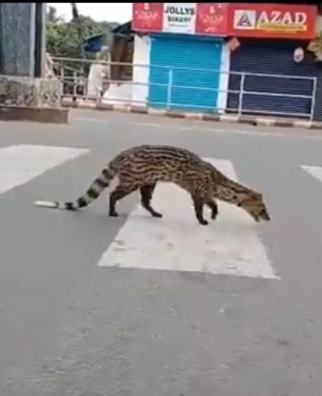 A viral video claims to be of a spotted Malabar civet, a critically endangered mammal not seen until 1990, resurfacing for the first time in a Kozhikode (Calicut) town.