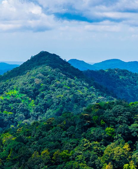 The Amazon rainforest which is known as 'lungs of the Earth' produces 20% of the planet’s oxygen.