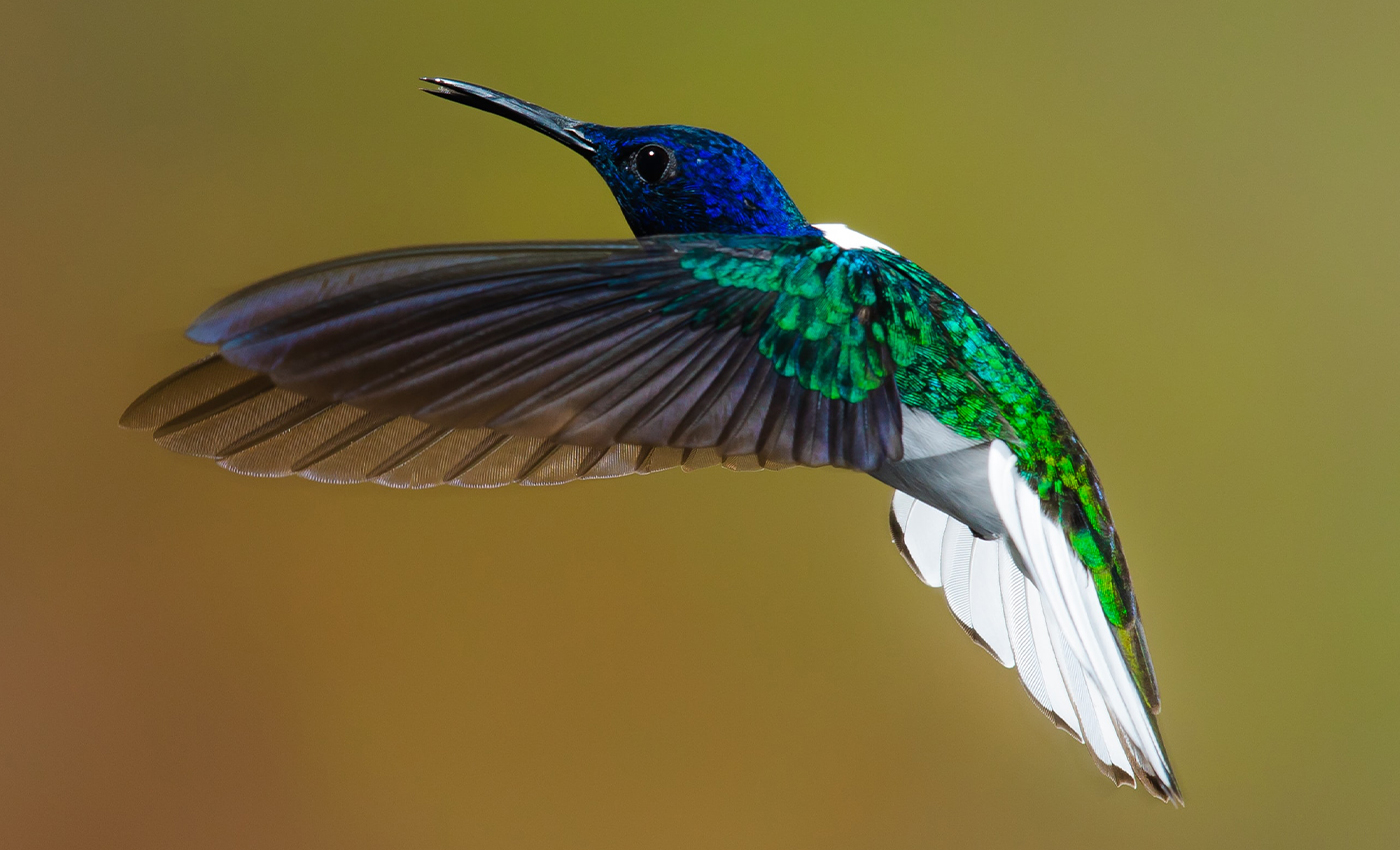 Hummingbirds consume about half their body weight in sugar every day.