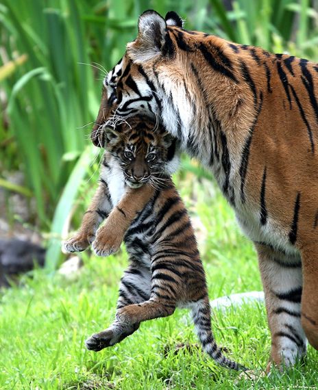 Prime Minister Narendra Modi on 28 July 2019, claimed that the Tiger population in India was increased to 33 per cent in 2018.