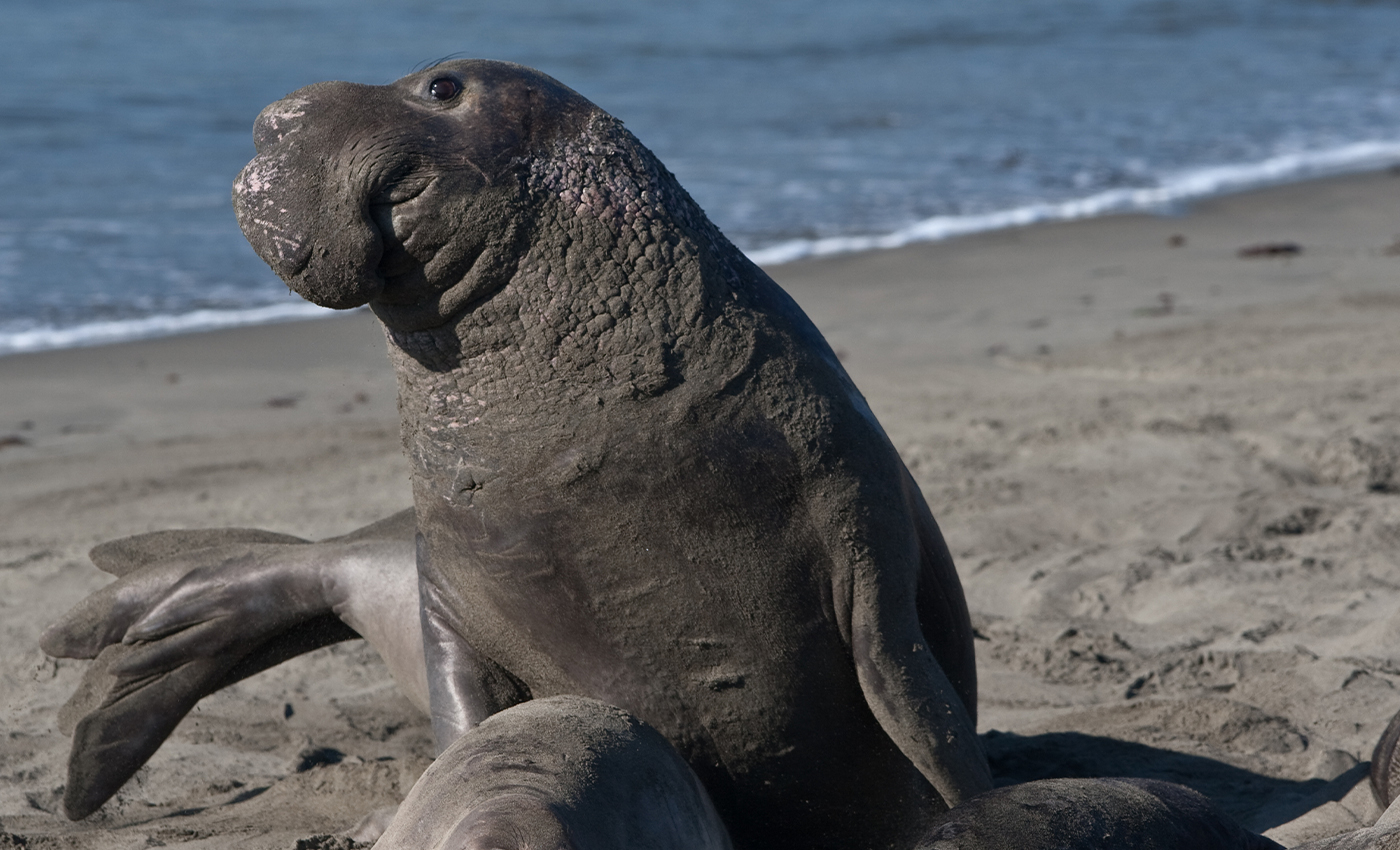 A huge elephant seal was seen wandering off from the shore into a Chilean town.