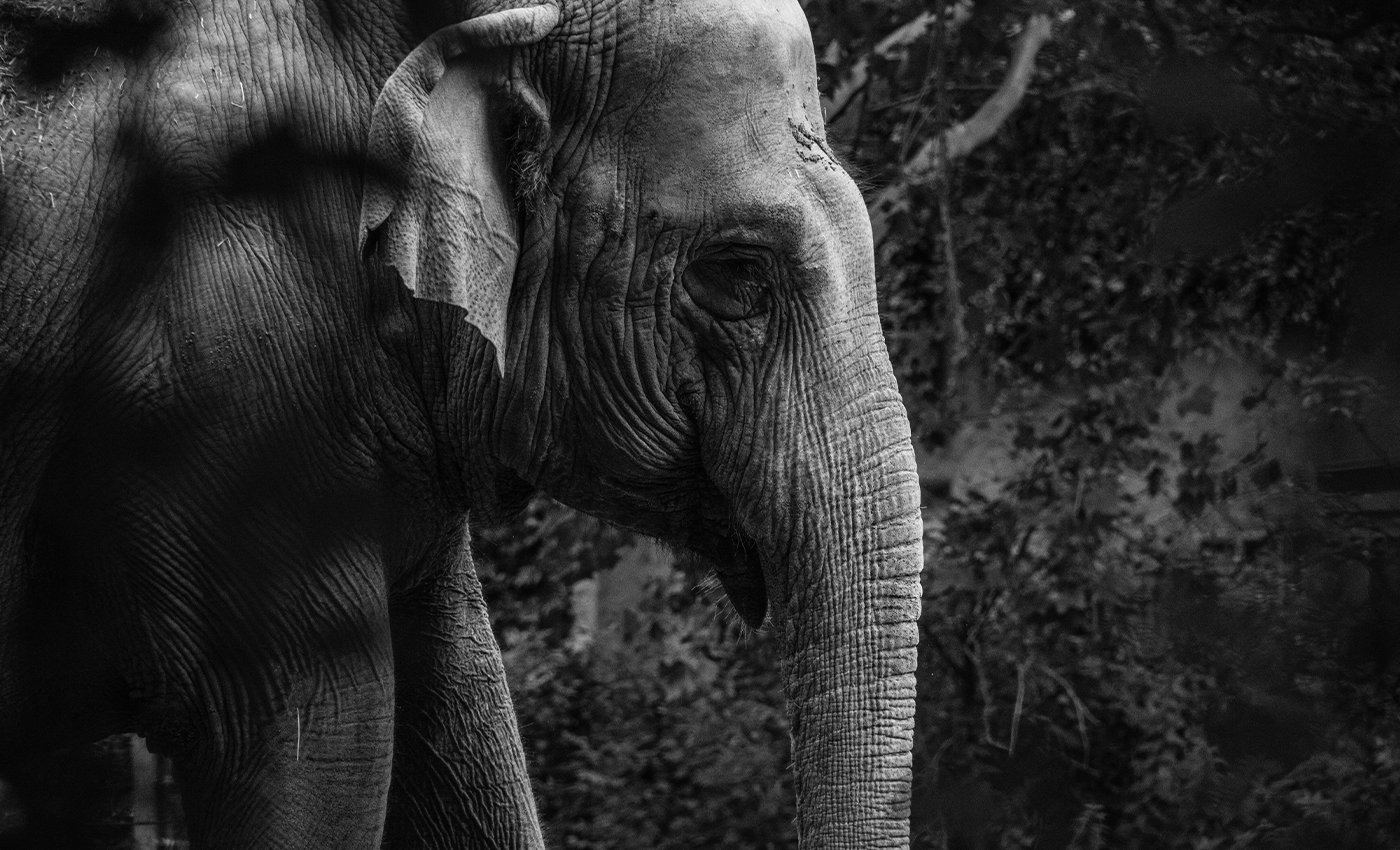 Male elephant dies in Kerala's Malappuram on June 8, 2020