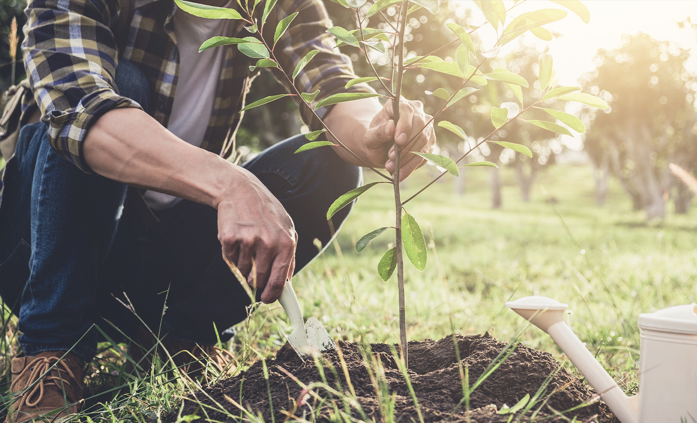 Over 33,000 trees are proposed to be cut for a 8-lane road project in Bengaluru.