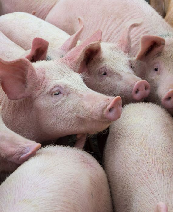 New swine flu strain may lead to another pandemic like COVID-19.