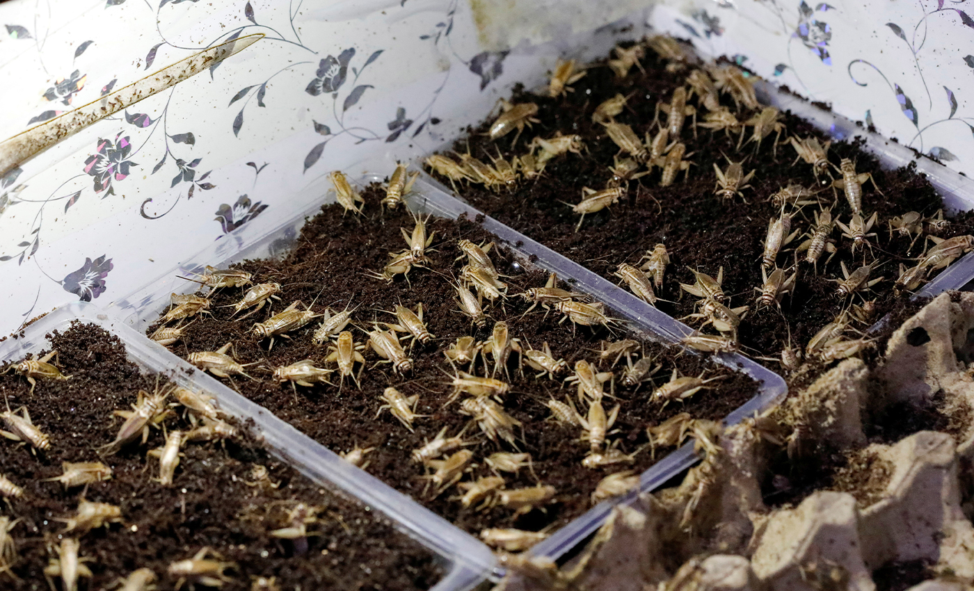 Under the “planned” food shortages agenda, the elites are producing crickets for human consumption.