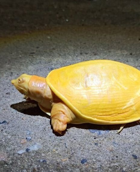 Yellow turtles found in Odisha.