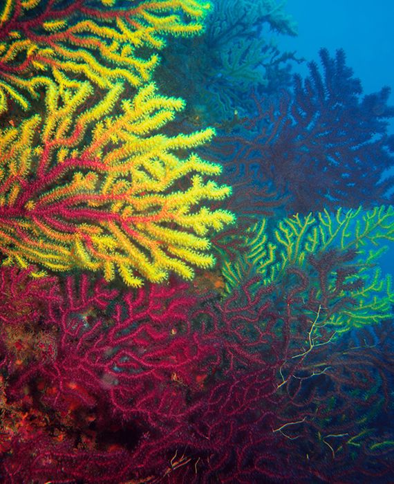 Corals can live up to 5,000 years old.