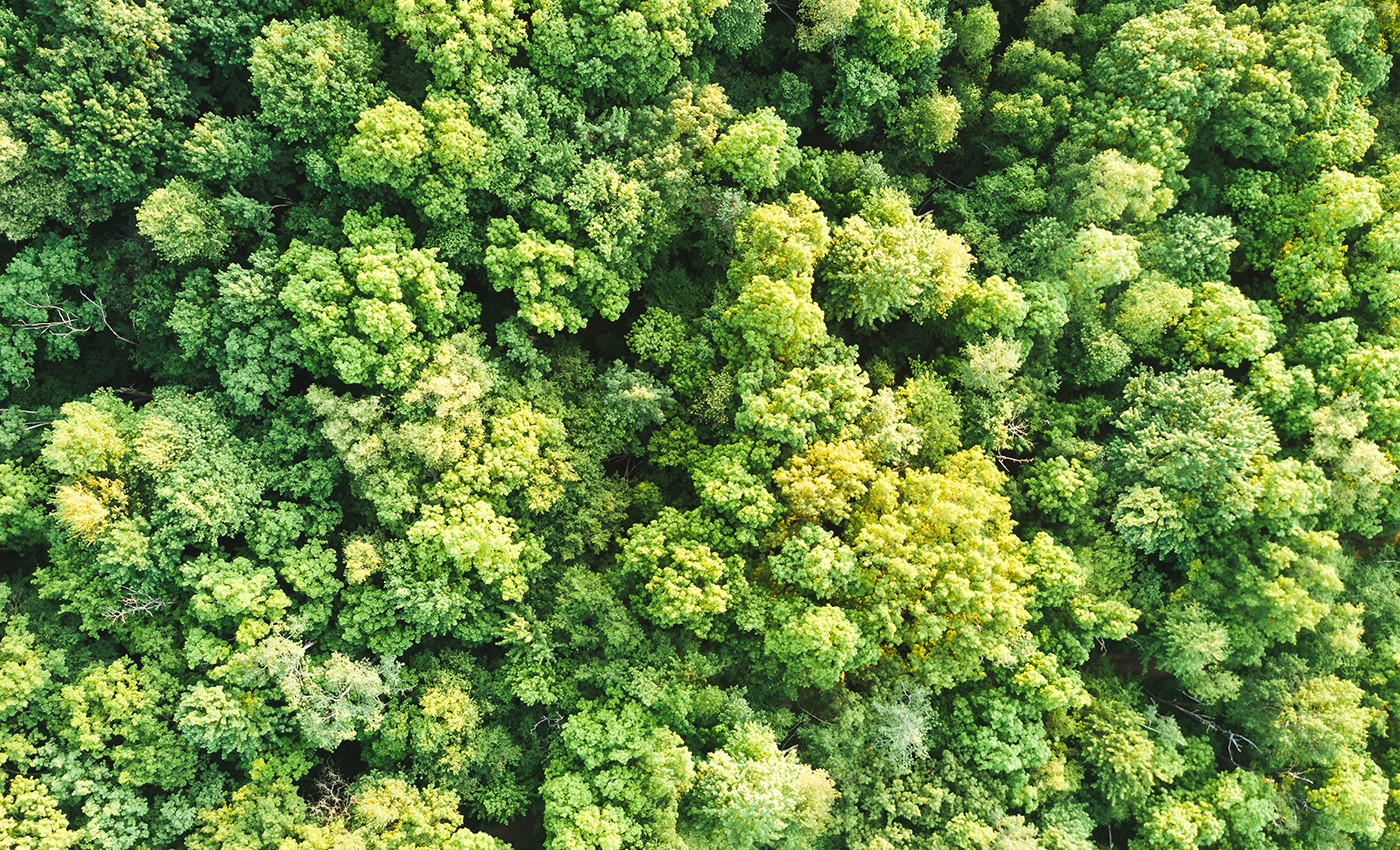 The Aarey area in Mumbai is a forest.