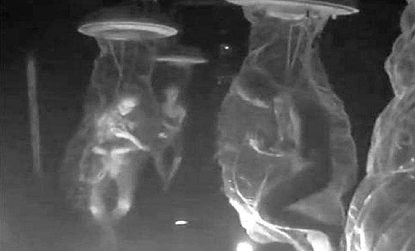 The image shows underground cloning facilities leaked by a Dulce base security officer.