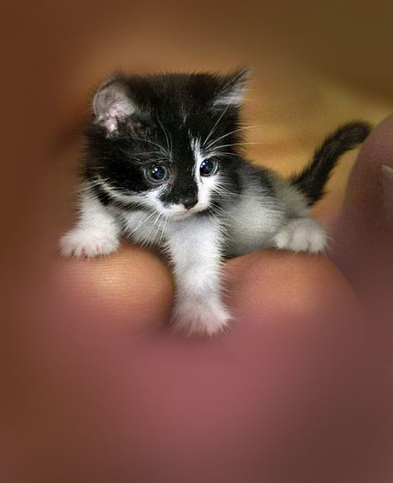 Tinker Toy is the world's smallest cat and only 7cm tall.