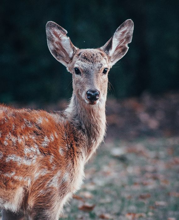 Wildlife is a big beneficiary of the COVID-19 lockdown as wild animals were seen freely roaming the streets in various countries.
