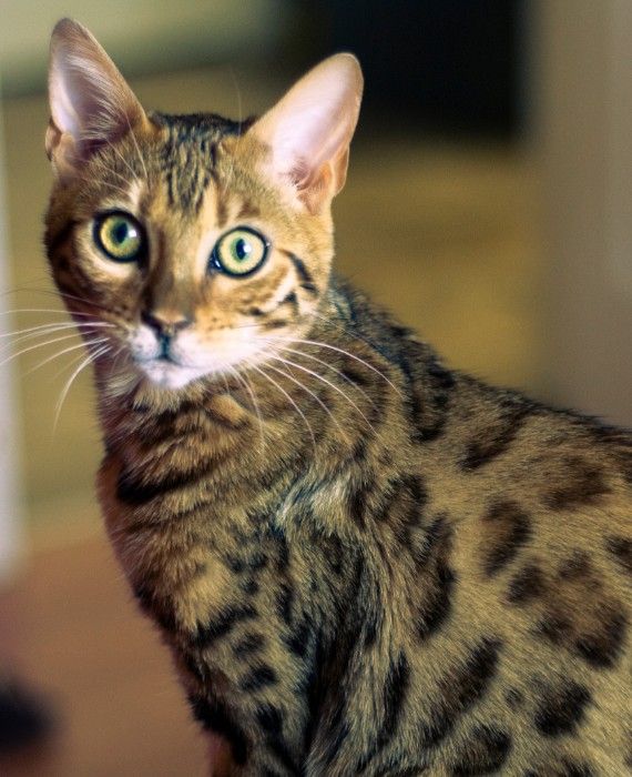 Two pet cats in New York state have tested positive for the COVID-19, marking the first confirmed cases in pet animals in the United States.