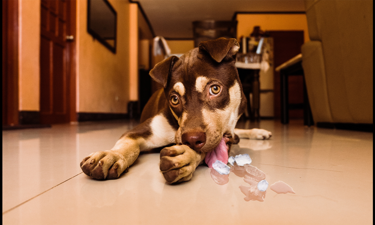 Giving dogs ice cubes to ward off the effects of extreme heat is dangerous.