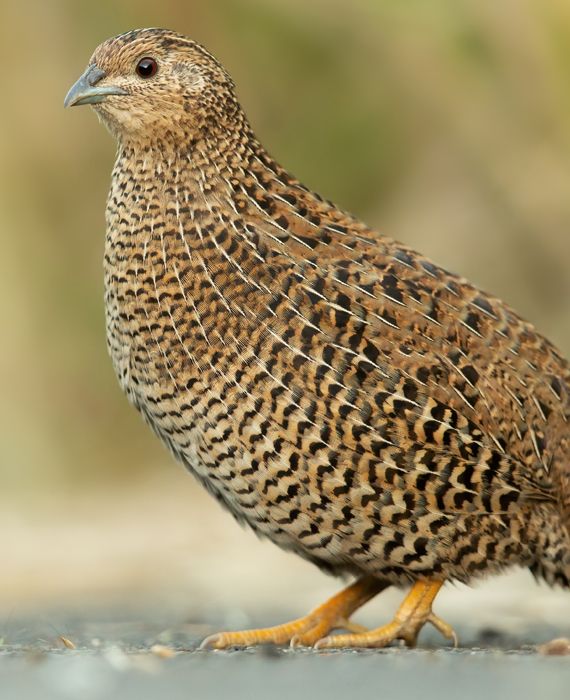The Provincial Veterinary Office (PVO) of Nueva Ecija received reports of increased mortalities of 1,500 out of 15,000 quails in one farm in Barangay.