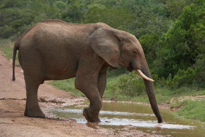 An elephant was accidentally killed in Palakkad distinct of Kerala.