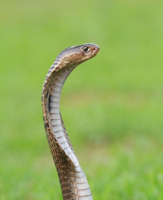 An Indian venomous cobra snake was rescued from Langudi village, Satabhauni district, Odisha.