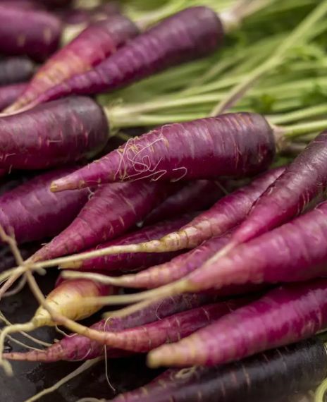 Carrots used to be purple in colour.