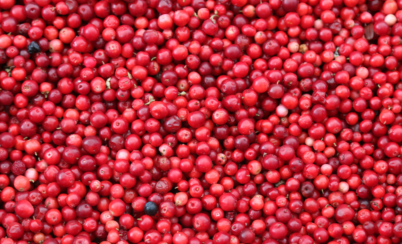 Cranberry can prevent pneumonia caused by COVID-19.