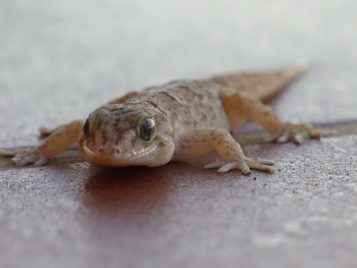 Geckos are dangerous and carry deadly bacteria.