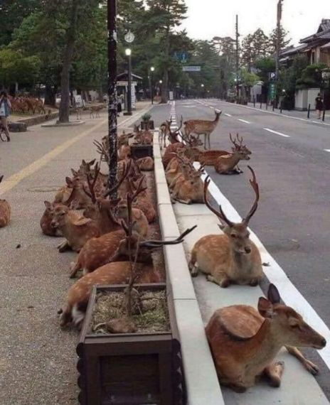 Deers spotted on the streets of Ooty during the coronavirus lockdown in India.
