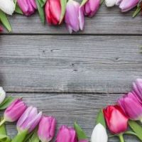 Гумен Світлана Миколаївна